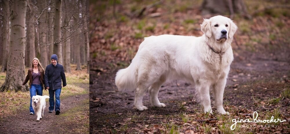 Engagement in woods with dog Relaxed Woodsy Engagement with Dog in Boston