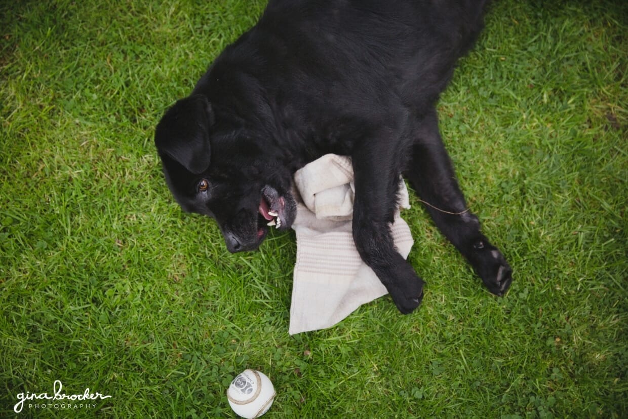A black labrador playing in the yard during a family photo session in Boston