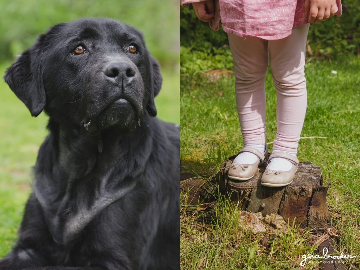 Black labrador with toddler during a family photo session in a Boston home