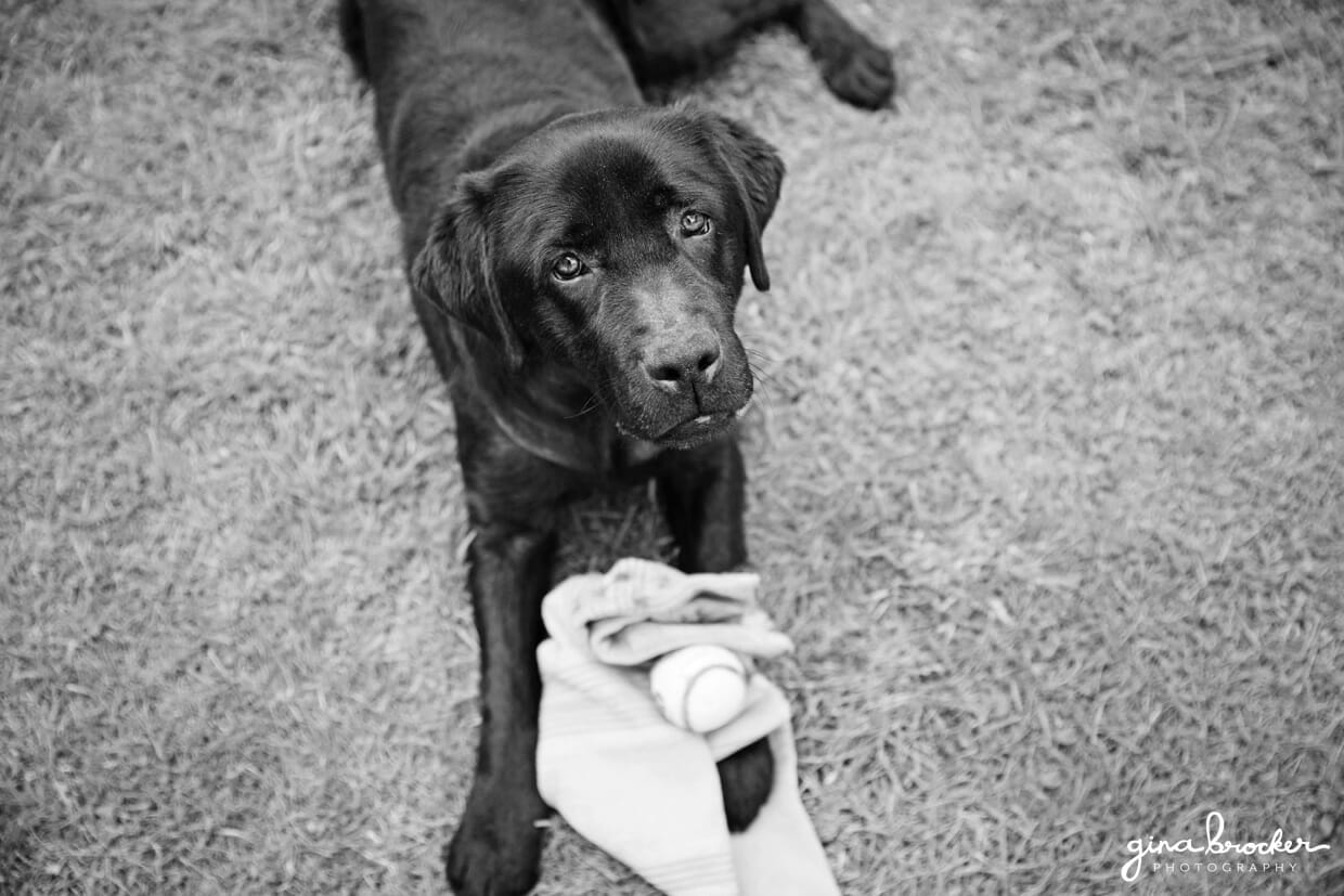 Portrait of a black labrador during a family photo session at home in Boston
