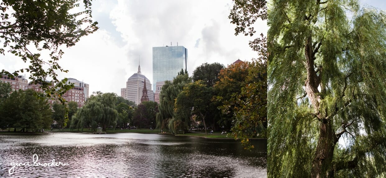 A beautiful view of Boston's back bay from the Boston Public Gardens