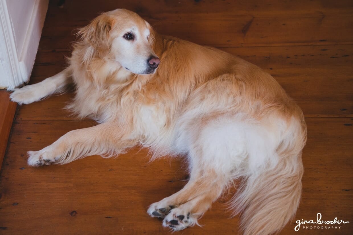 A sweet photograph of a golden retriever laying on the floor on the morning of a nantucket wedding