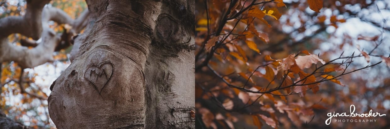 Details of a tree in Boston's Arnold Arboretum in the fall