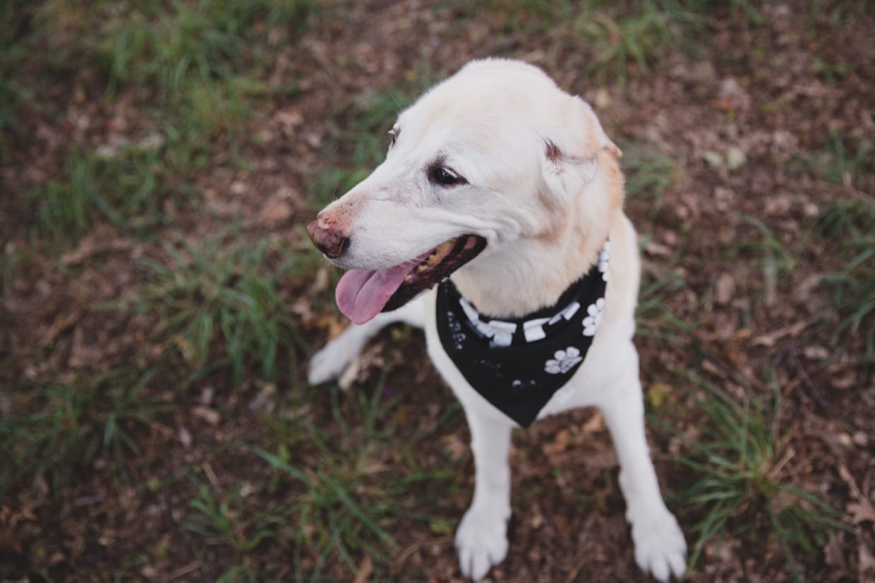 A portrait of a dog at the Arnold Arboretum during an engagement session in Boston, Massachusetts