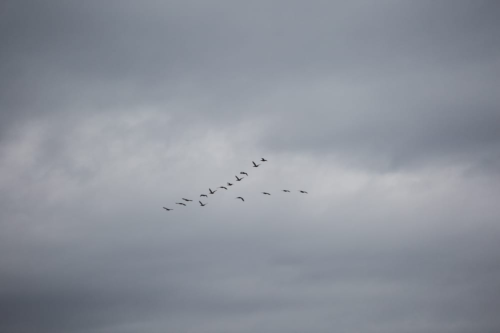 A documentary photograph of birds flying over a wedding at the Castle Hill Inn in Newport, Rhode Island