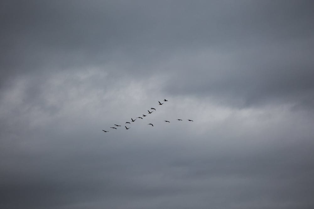 An artistic photograph of birds flying above a wedding venue during a New England wedding