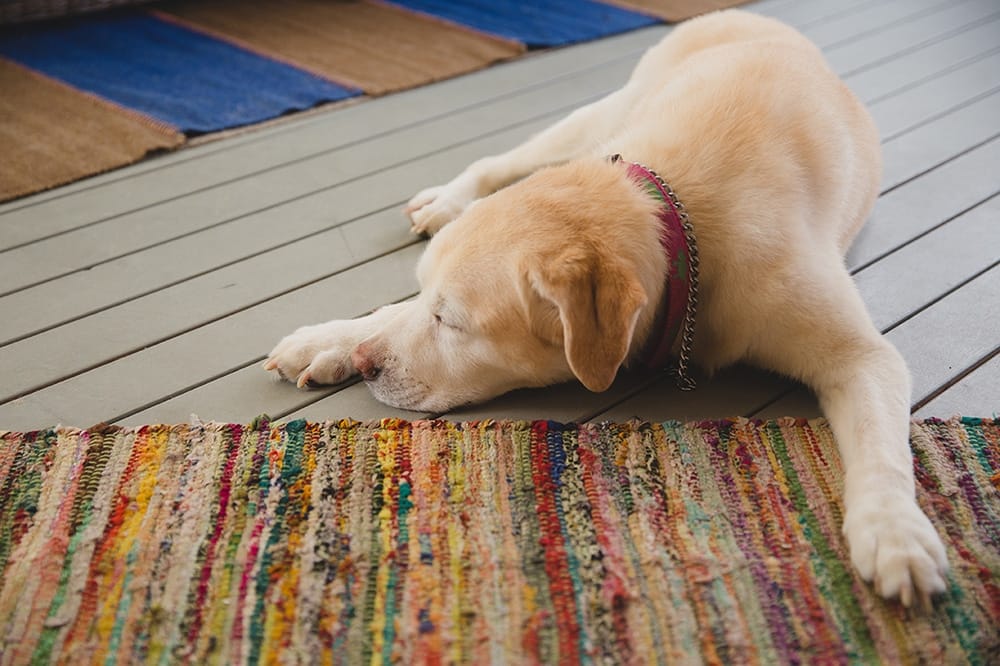 A documentary photograph of a dog sleeping during a wedding on Martha's Vineyard