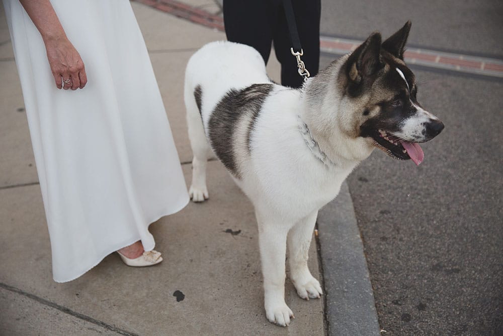 A documentary photograph of a couple walking their dog in the city during their Boston Engagement Session