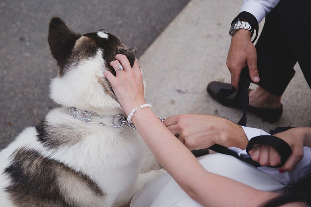A documentary photograph of couple petting their dog during their Boston Engagement Session