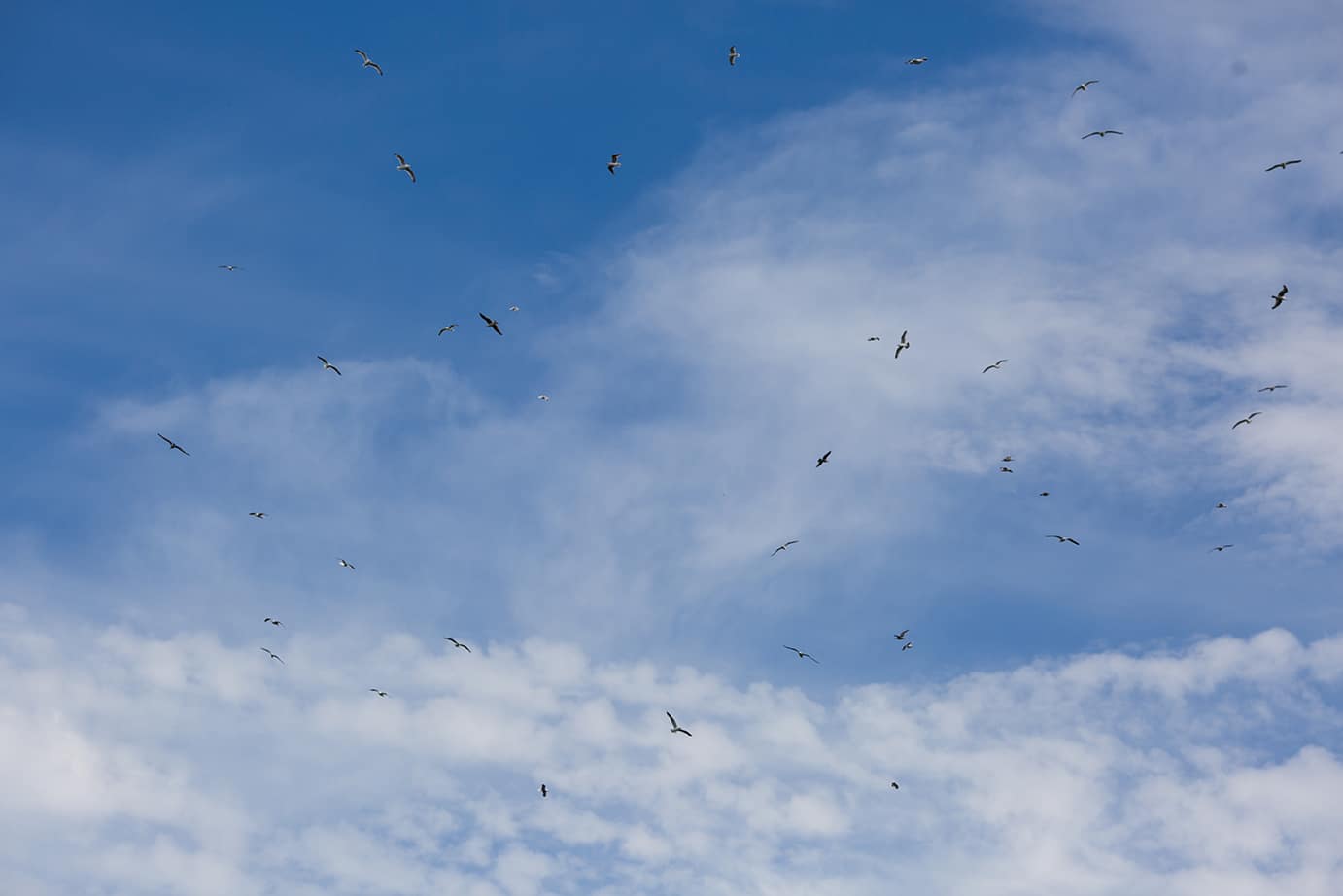 This artistic photograph of birds flying over Castle Hill Inn is one the best wedding photographs of 2016