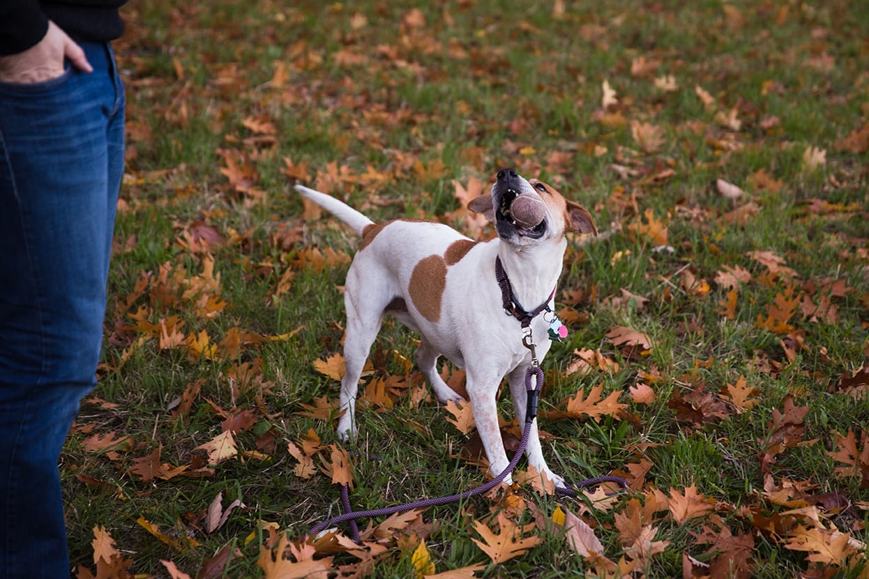 A documentary photograph of a dog chewing on a ball during a lifestyle family session at the Arnold Arboretum