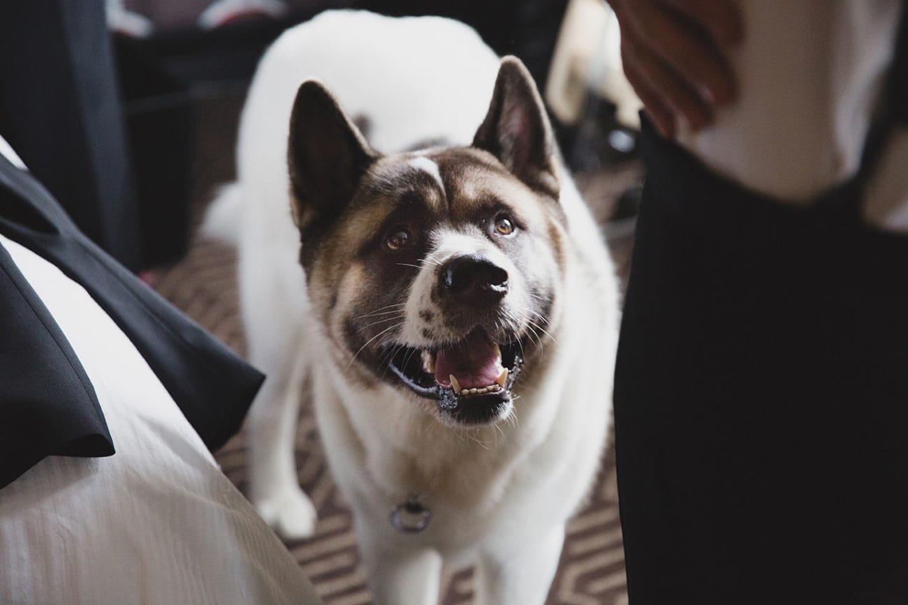 A documentary photograph of a dog watching the groom get ready for his old south meeting house and marliave wedding in Boston, massaschusetts