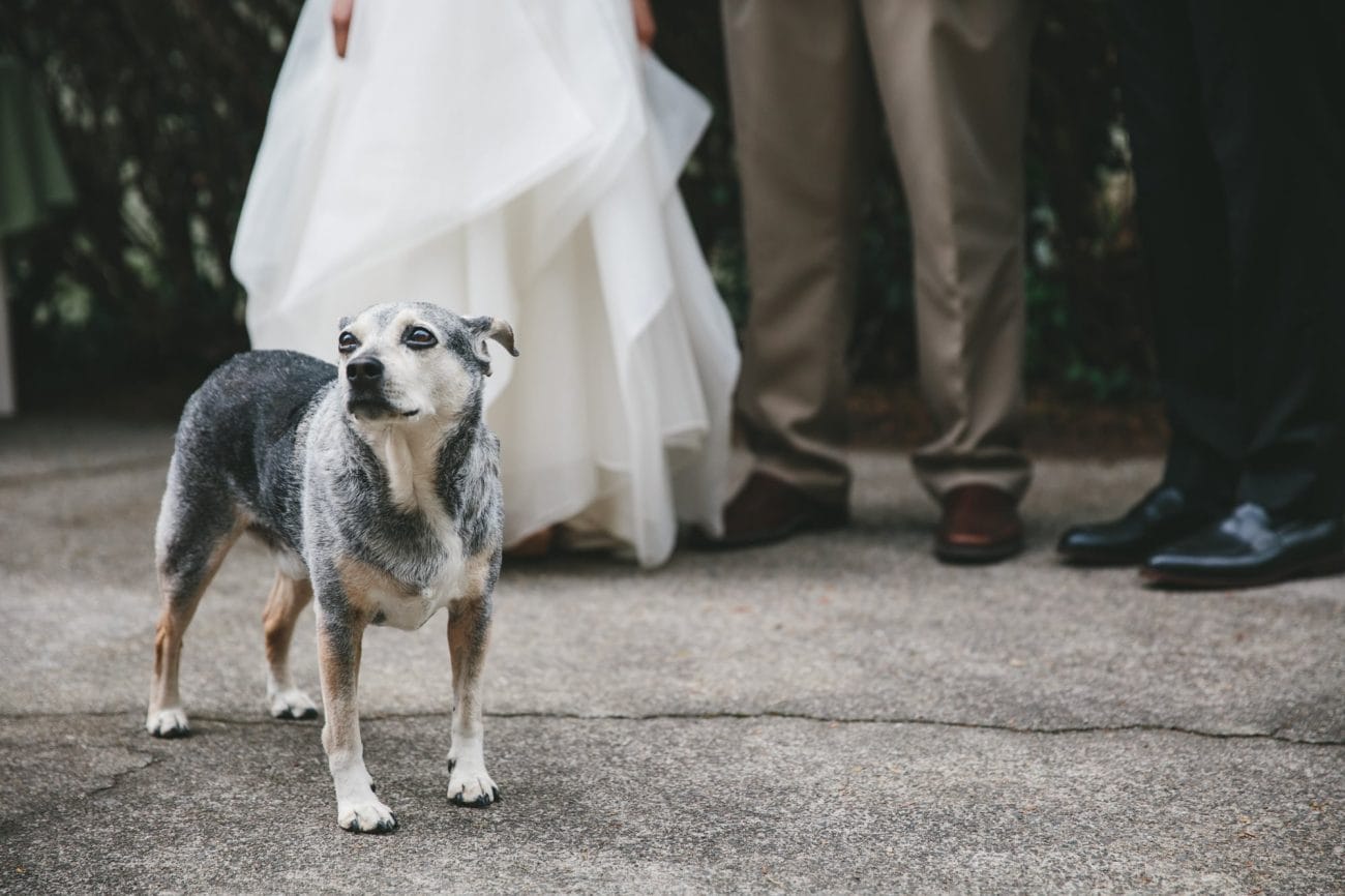 A documentary photograph of the bride and groom's dog before their Tower Hill Wedding in Boylston, Massachusetts