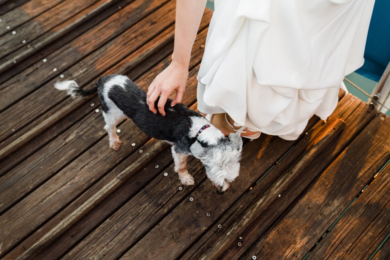 A best of Boston wedding photograph of a bride petting a dog during her Boston wedding