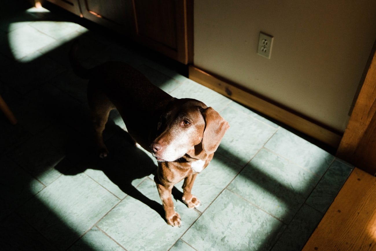 A documentary photograph featured in the best of wedding photography of 2019 showing a dog watching everyone get ready